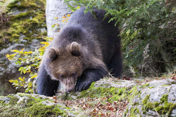 Braunbär