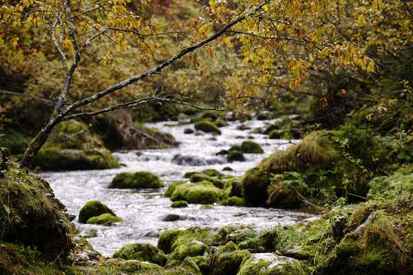 Entlang des Weges zum Pießling Ursprung