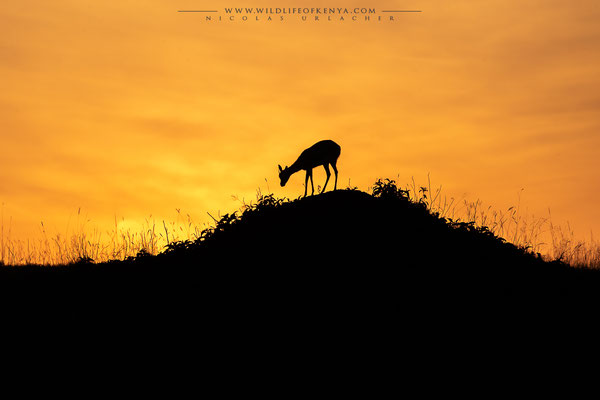 Mara Triangle National Reserve