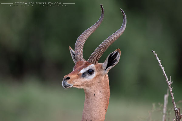Samburu National Reserve