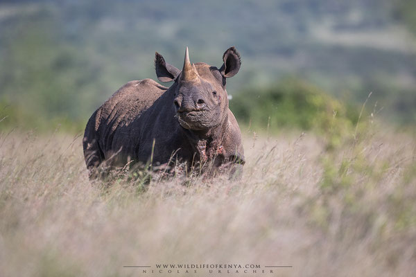 Nairobi National Park