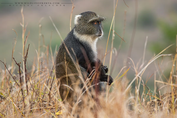 Nairobi National Park