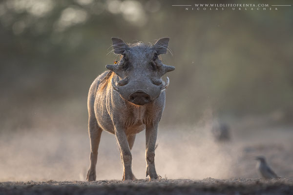 Shompole Conservancy