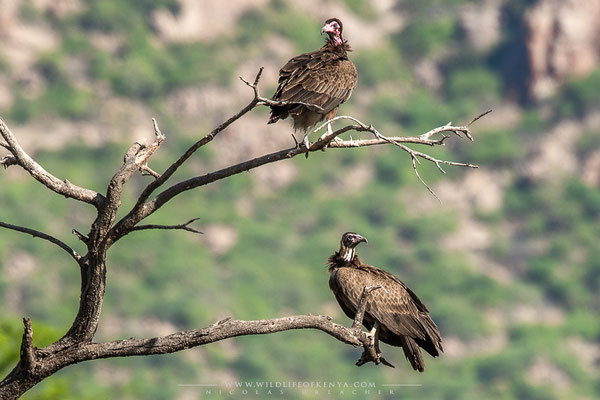 Shaba National Reserve