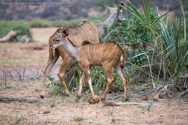 Samburu National Reserve