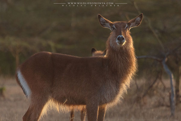 Soysambu Conservancy