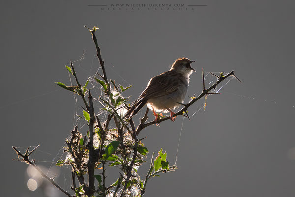 Nakuru National Park