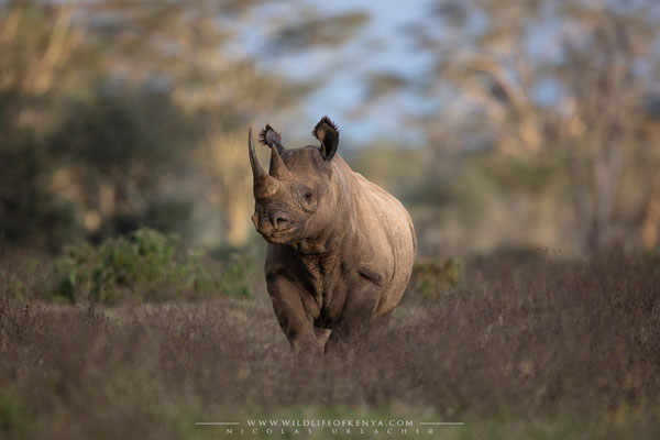 Nakuru National Park