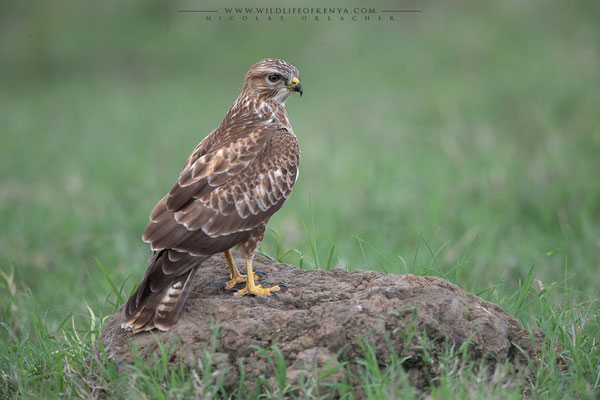 Nakuru National Park