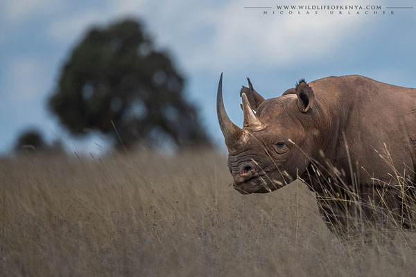 Nairobi National Park