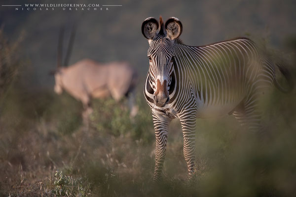 Samburu National Reserve