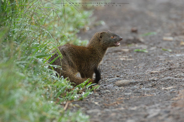 Aberdare National Park