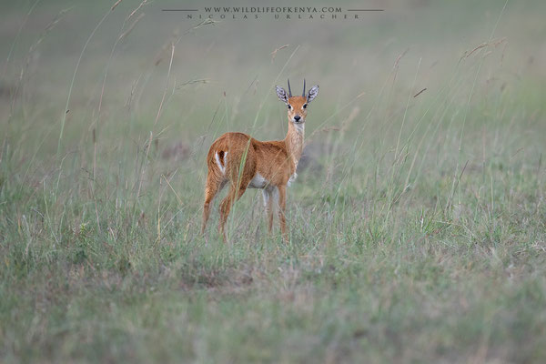 Mara Triangle