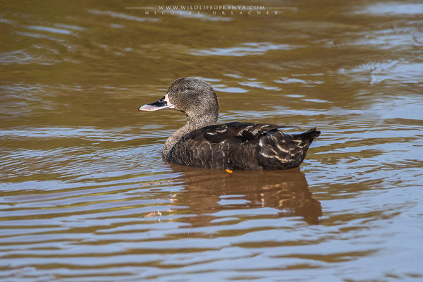 Aberdare National Park
