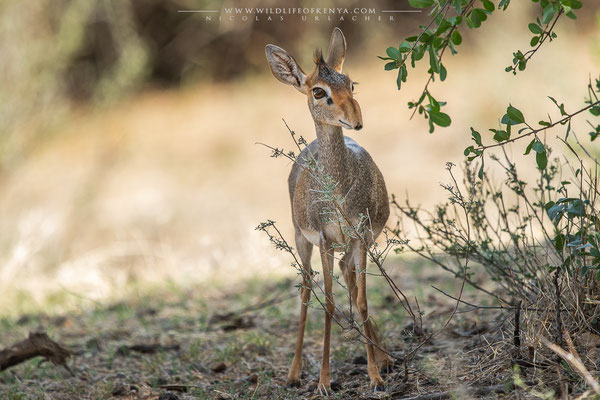 Shaba National Reserve