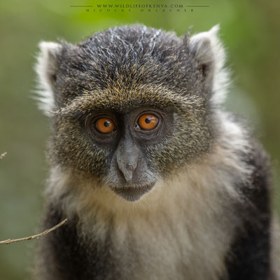 Karura Forest, Nairobi