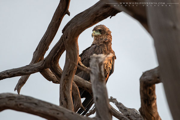 Tsavo West National Park