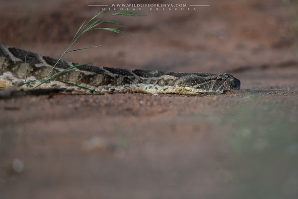 Samburu National Reserve