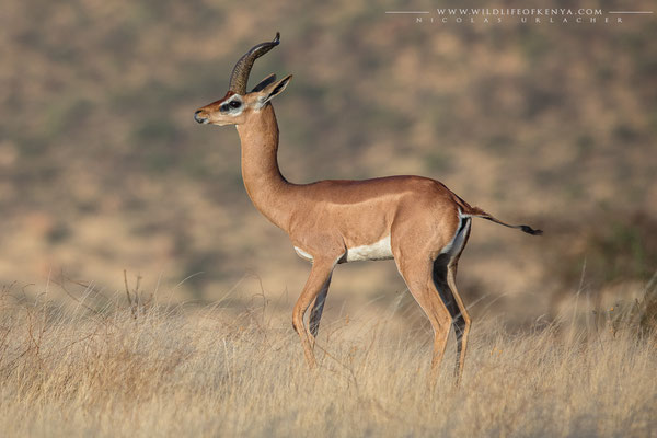 Samburu National Reserve