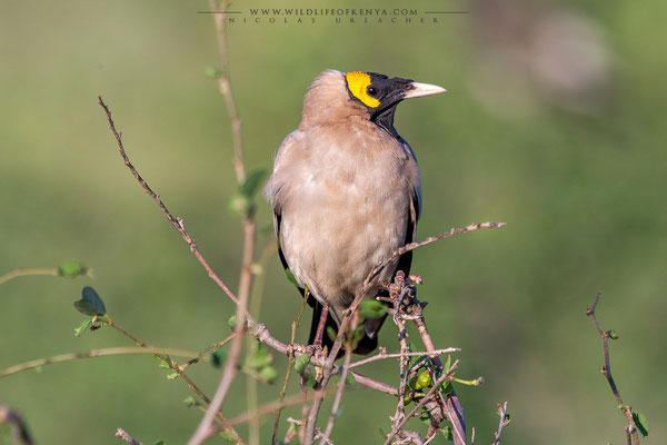 Buffalo Springs National Reserve