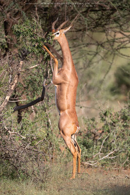 Samburu National Reserve