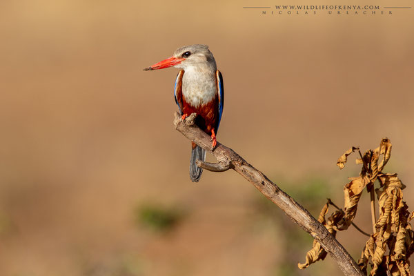 Tsavo West National Park