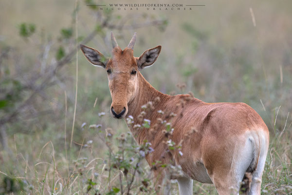 Nairobi National Park