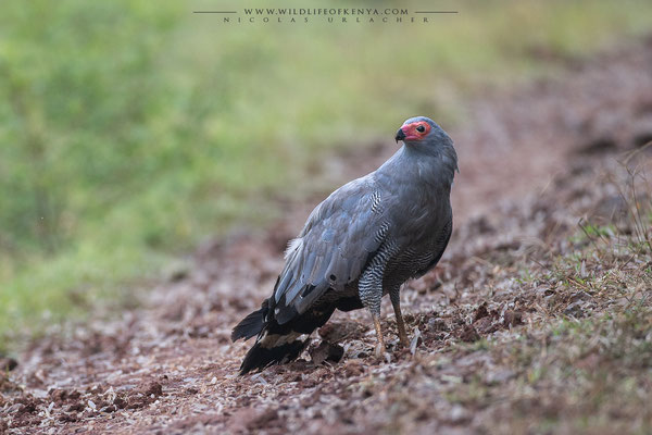 Aberdare National Park