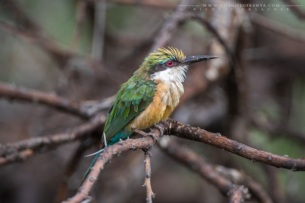 Samburu National Reserve