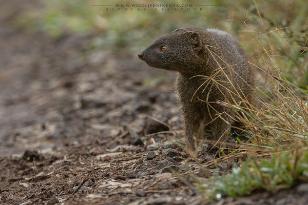 Aberdare National Park