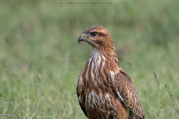 Nakuru National Park
