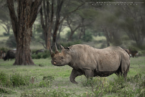 Nakuru National Park