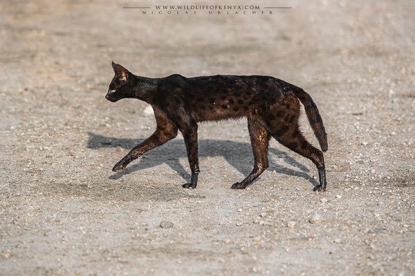 Amboseli National Park