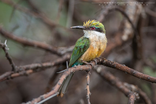 Samburu National Reserve