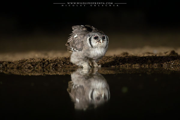 Shompole Conservancy