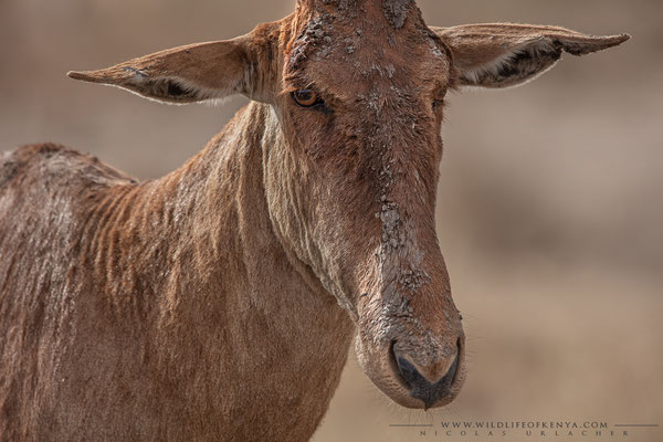 Nairobi National Park