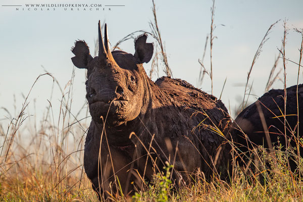 Nairobi National Park
