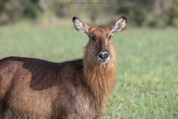Ol Pejeta Conservancy