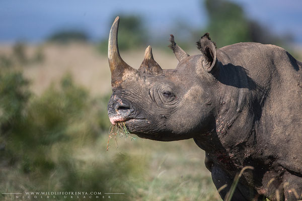 Ol Pejeta Conservancy