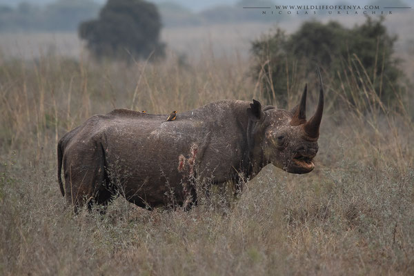 Nairobi National Park