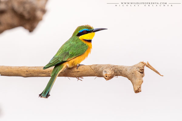 Samburu National Reserve