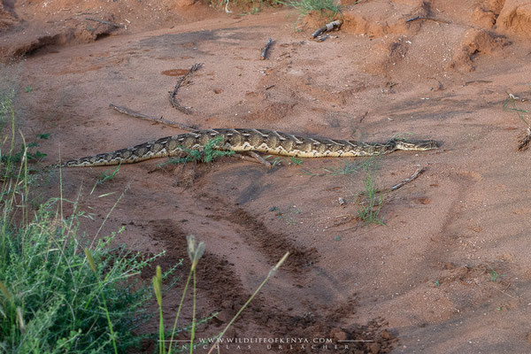 Samburu National Reserve