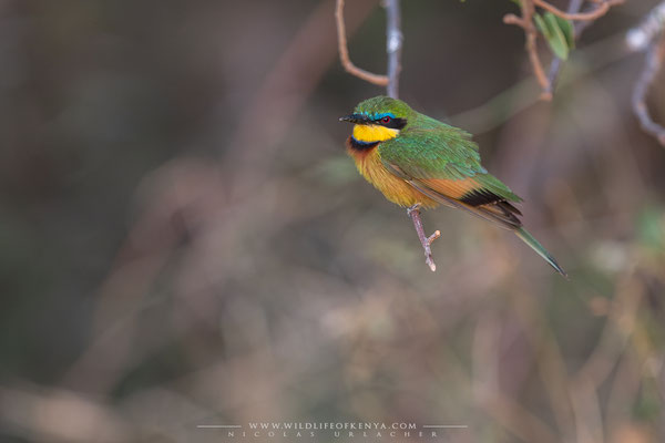 Samburu National Reserve