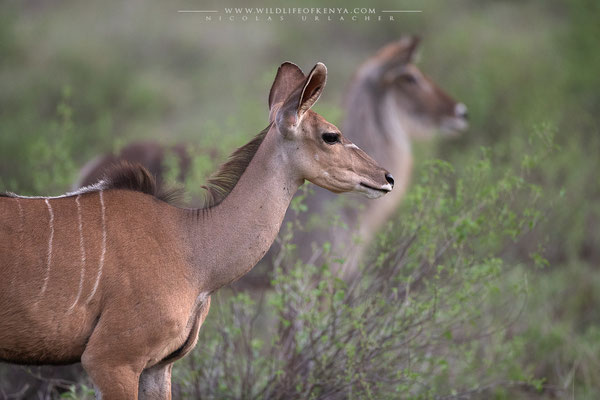 Buffalo Springs National Reserve