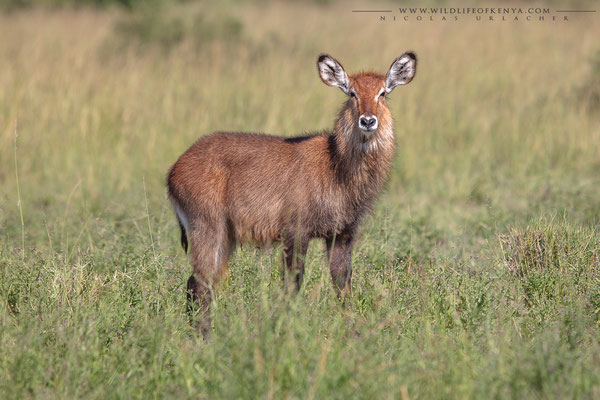 Mara Triangle National Reserve