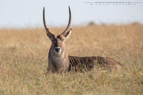Ol Pejeta Conservancy