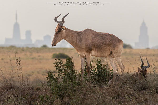 Nairobi National Park