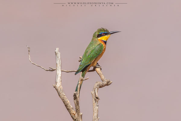 Samburu National Reserve