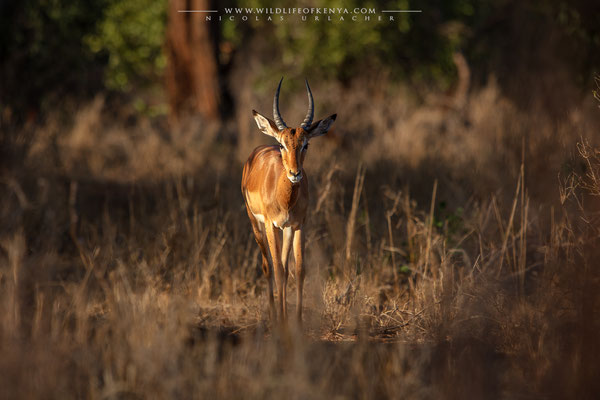 Tsavo West National Park