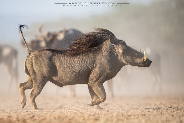 Shompole Conservancy